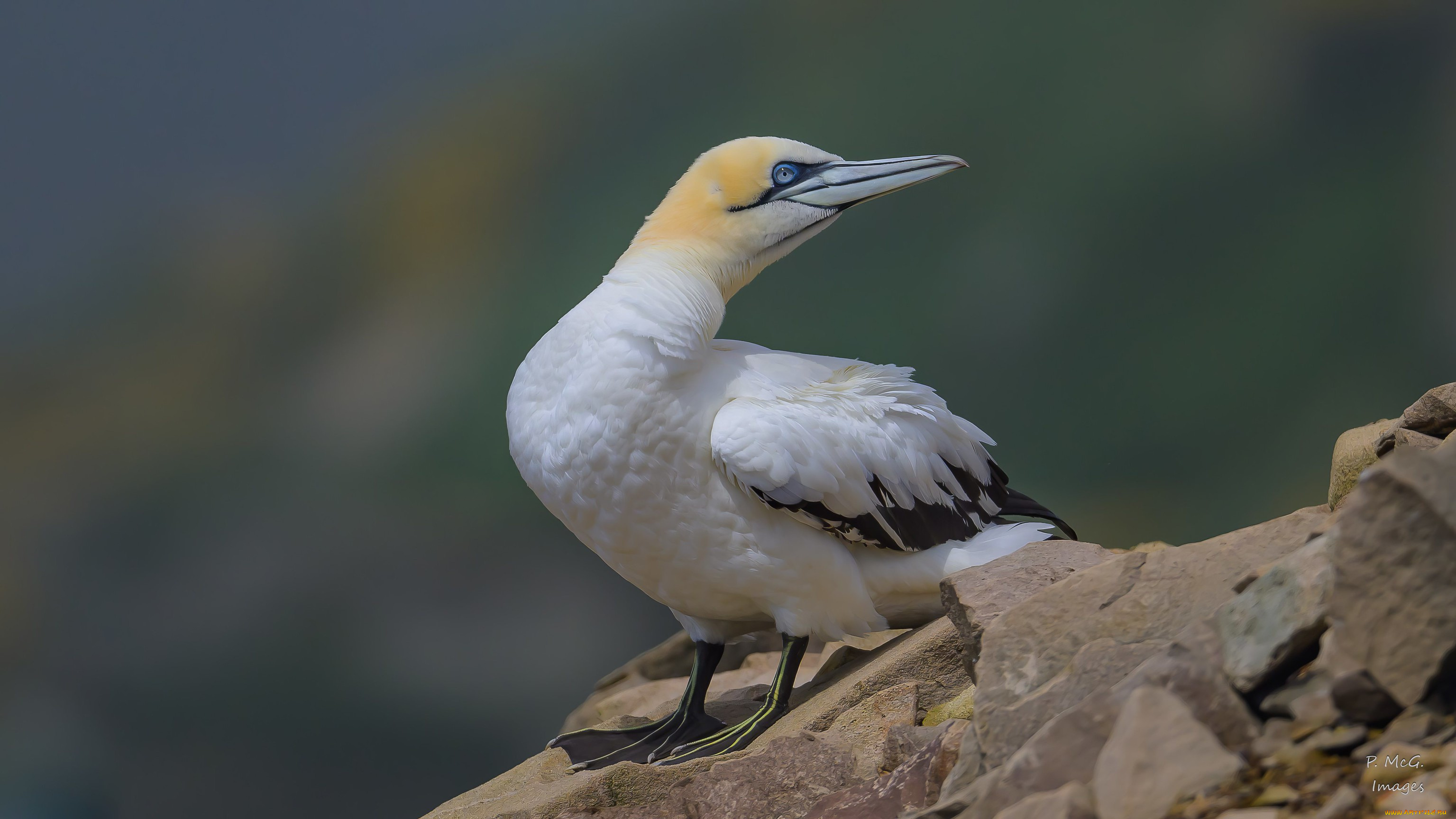 животные, олуши, птица, камень, взгляд