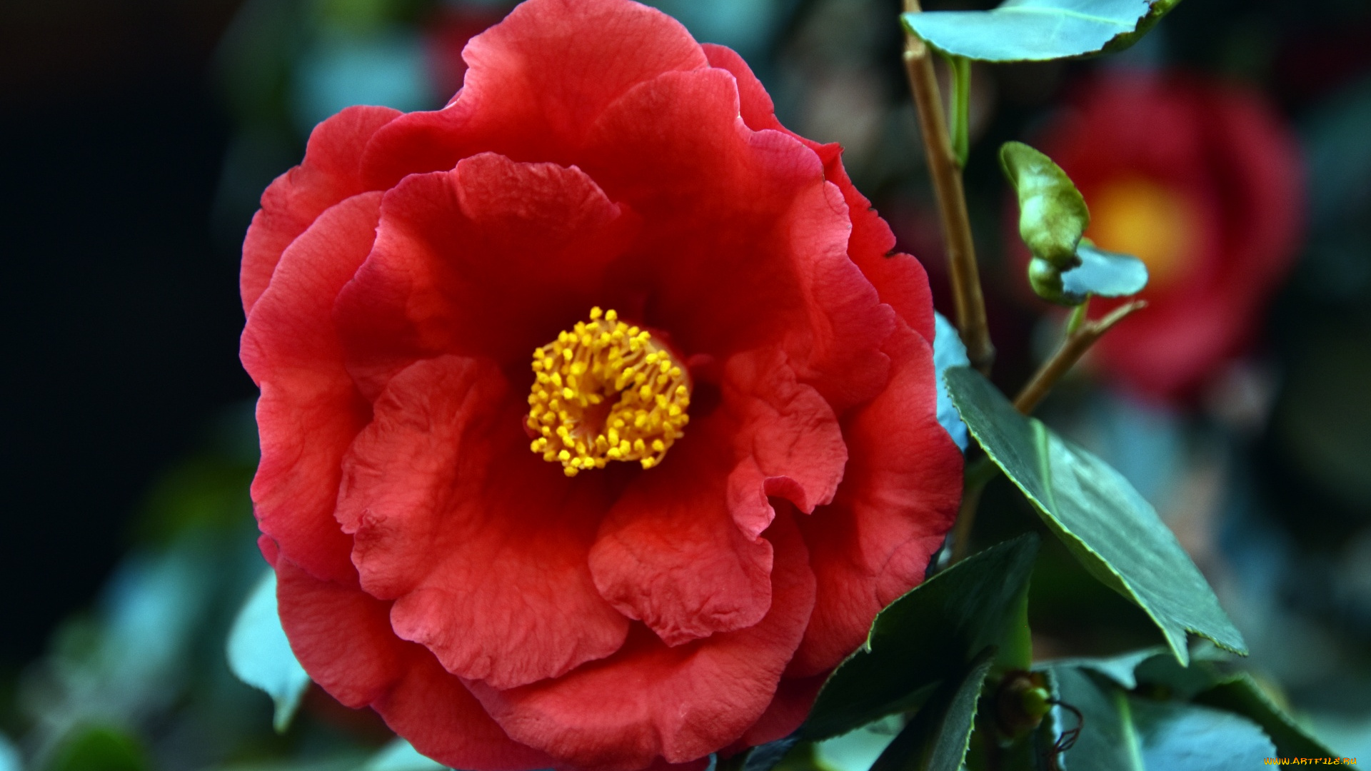 цветы, камелии, камелия