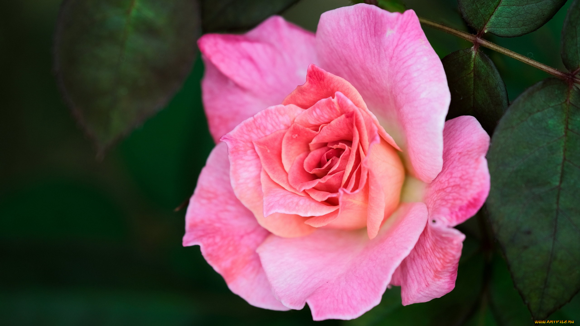 цветы, розы, розовая, роза