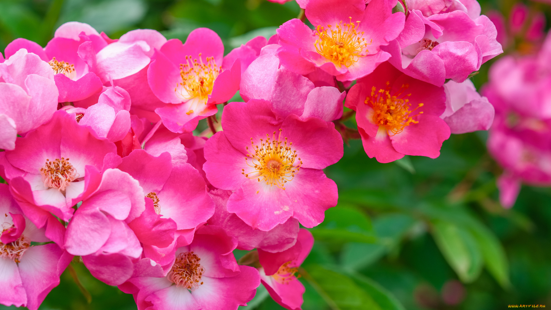 цветы, шиповник