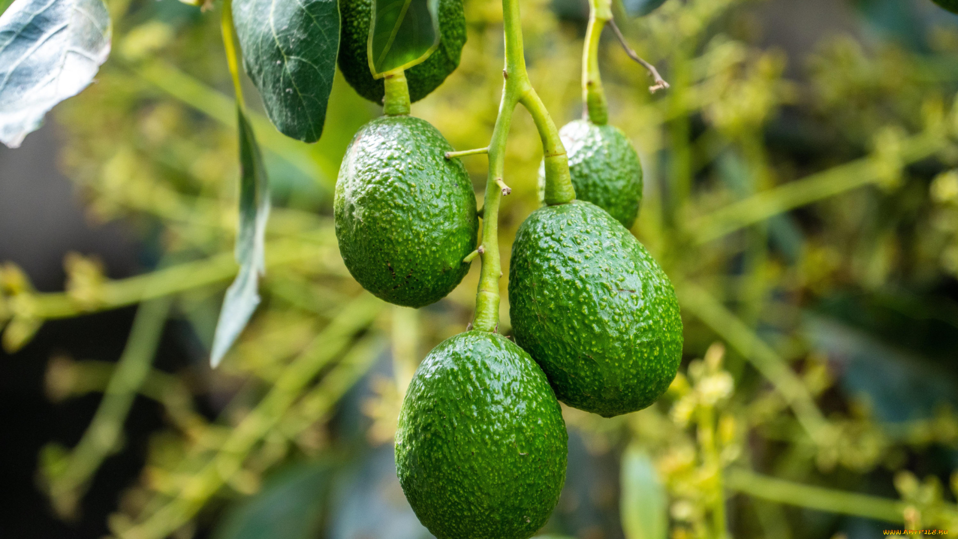 природа, плоды, авокадо