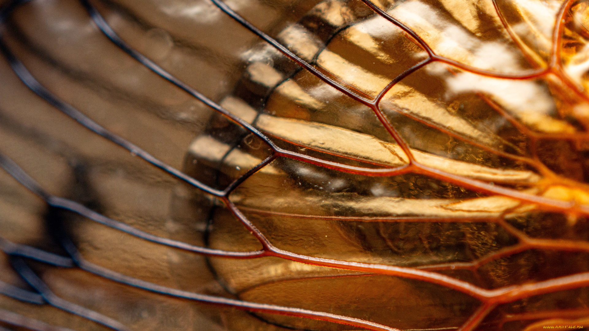 разное, -, другое, крылышко