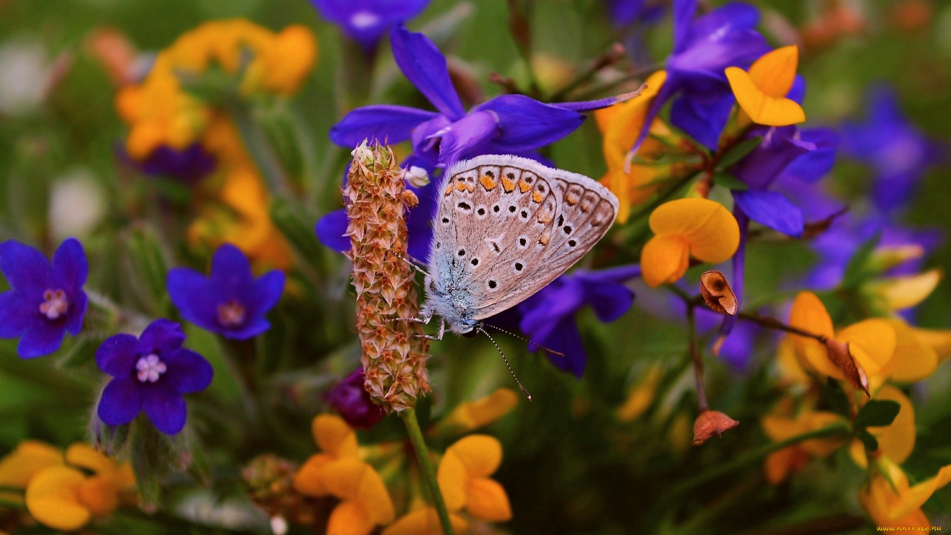 животные, бабочки, , мотыльки, , моли, бабочка