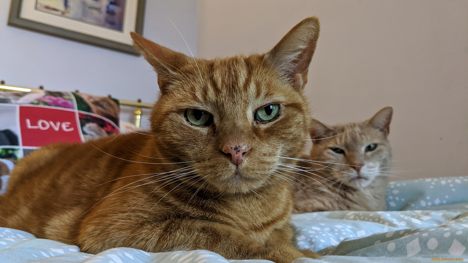 животные, коты, кот, кошка