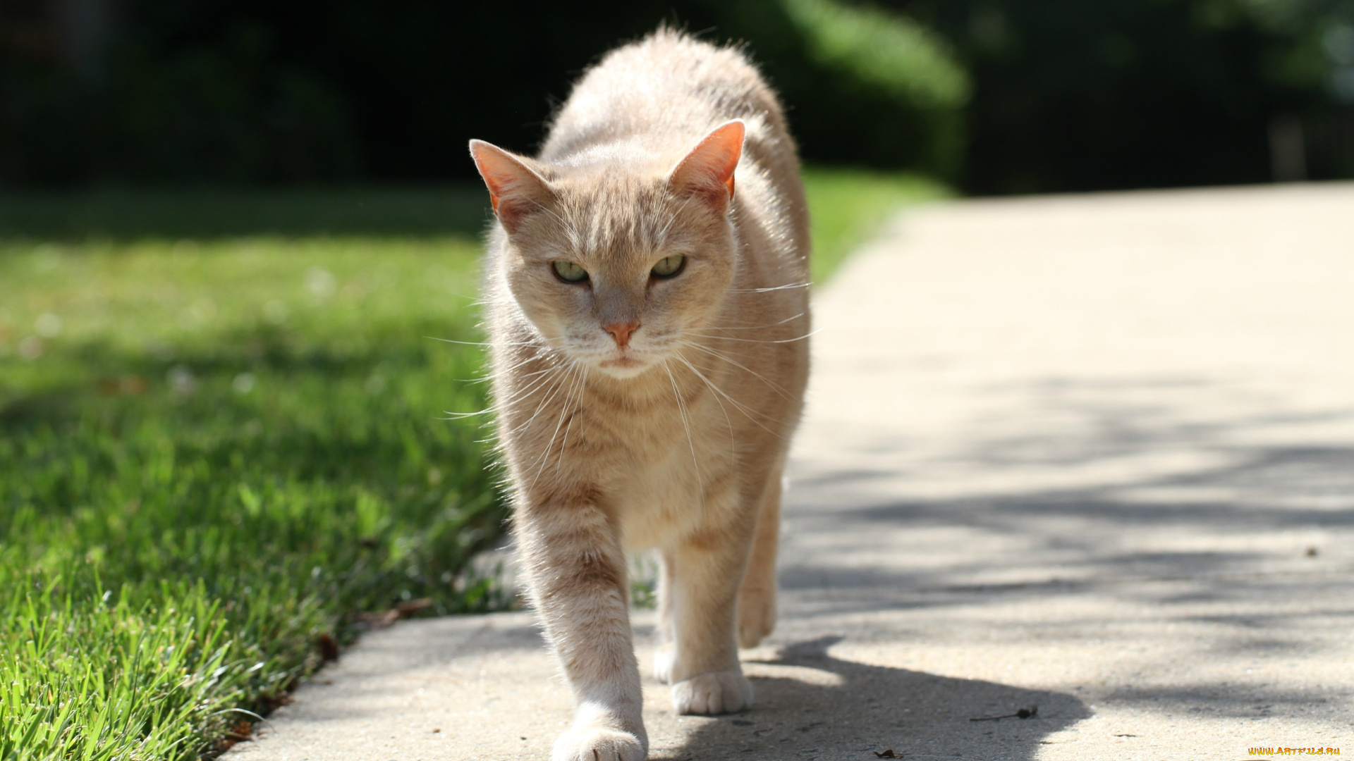 животные, коты, кот, кошка