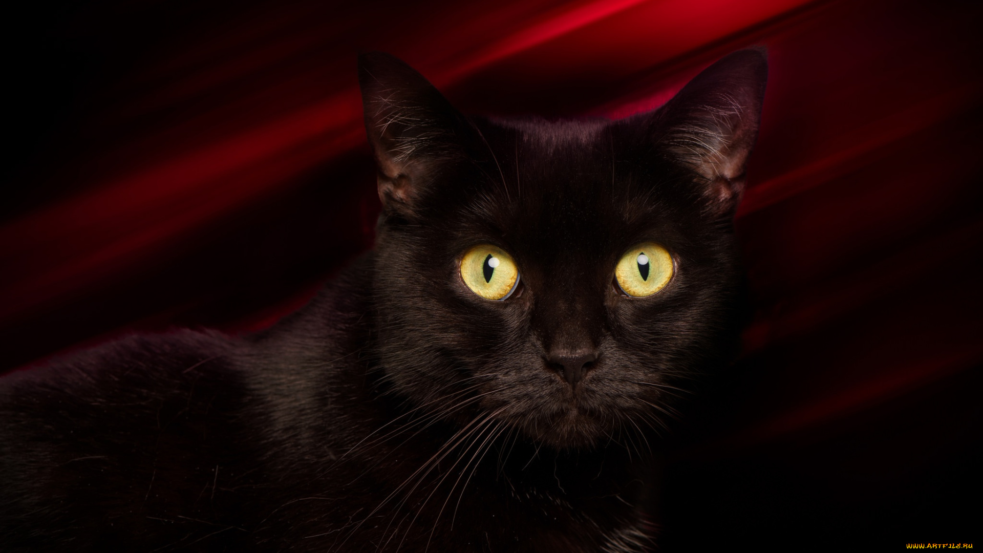 животные, коты, кот, кошка