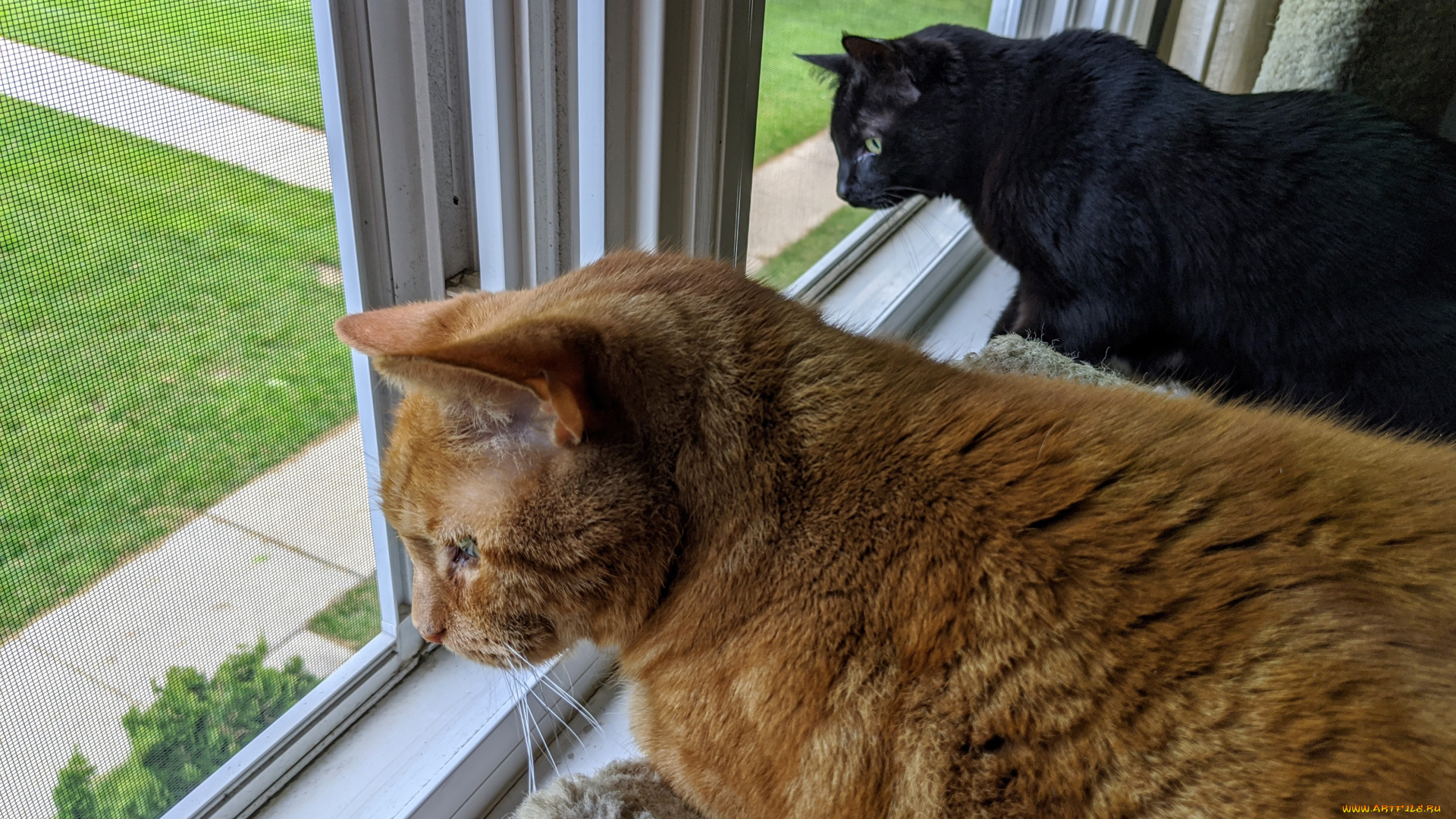 животные, коты, кот, кошка