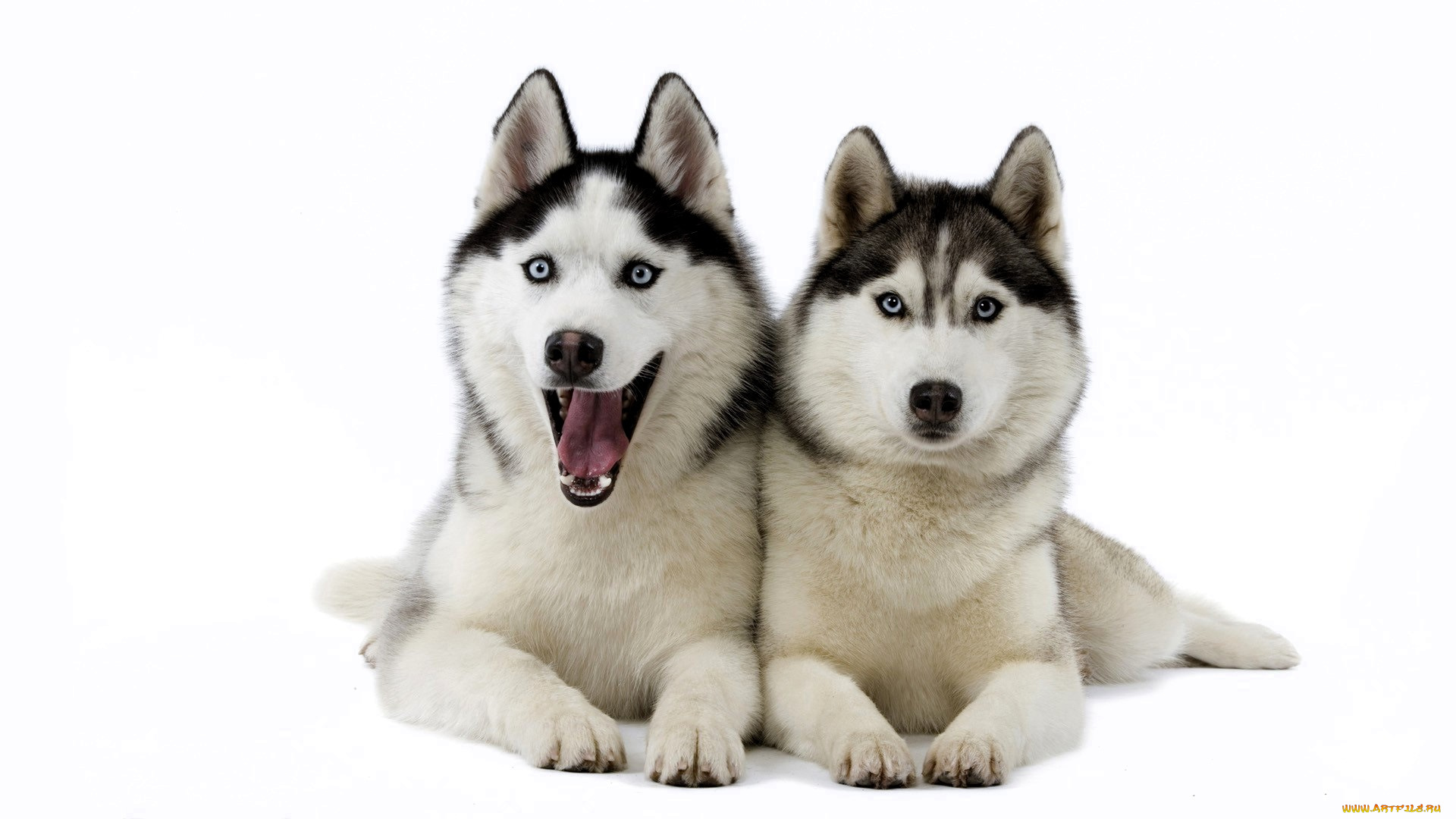 животные, собаки, хаски, лайки, пара