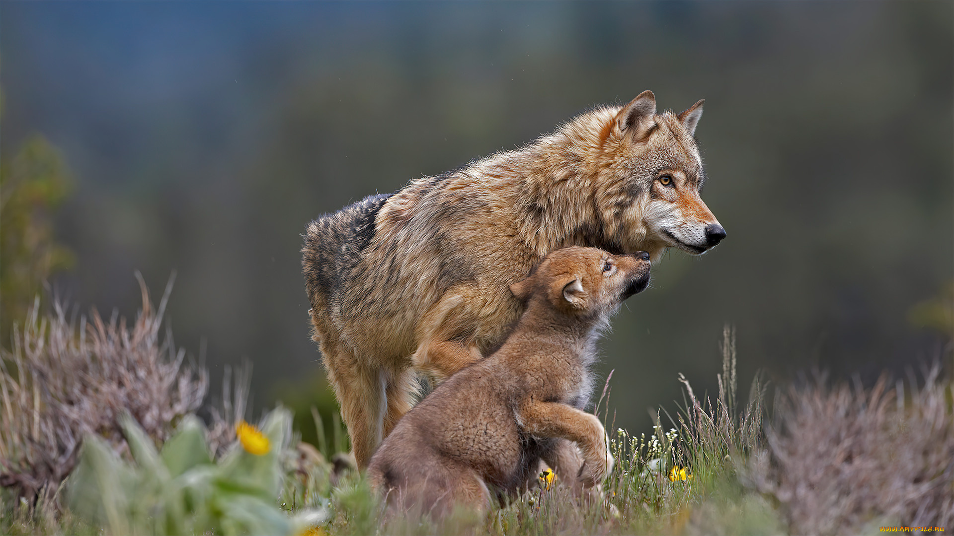 животные, волки, , койоты, , шакалы, серый, волчонок, прирoда, вoлчица, вoлк, хищник