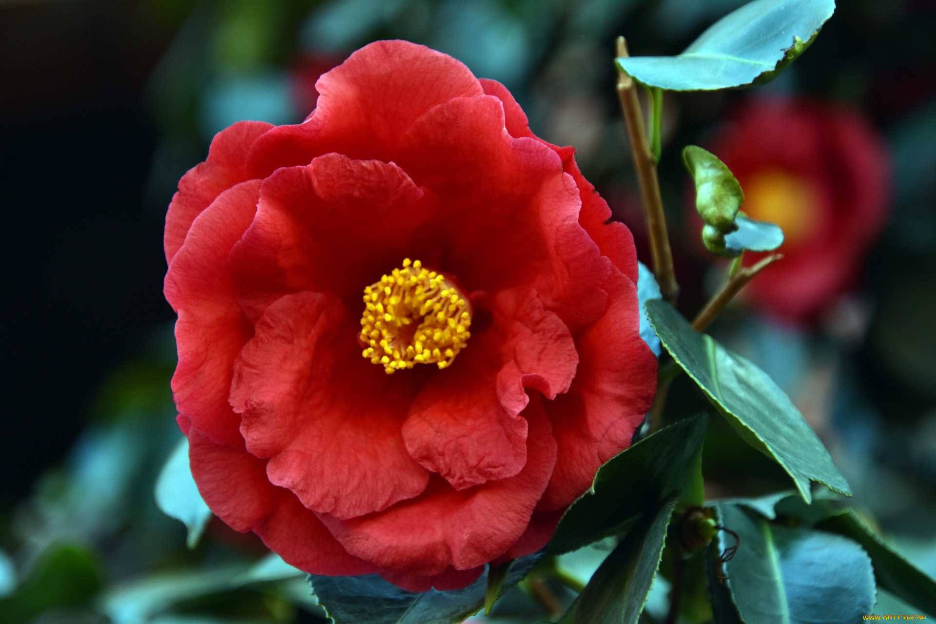 цветы, камелии, камелия