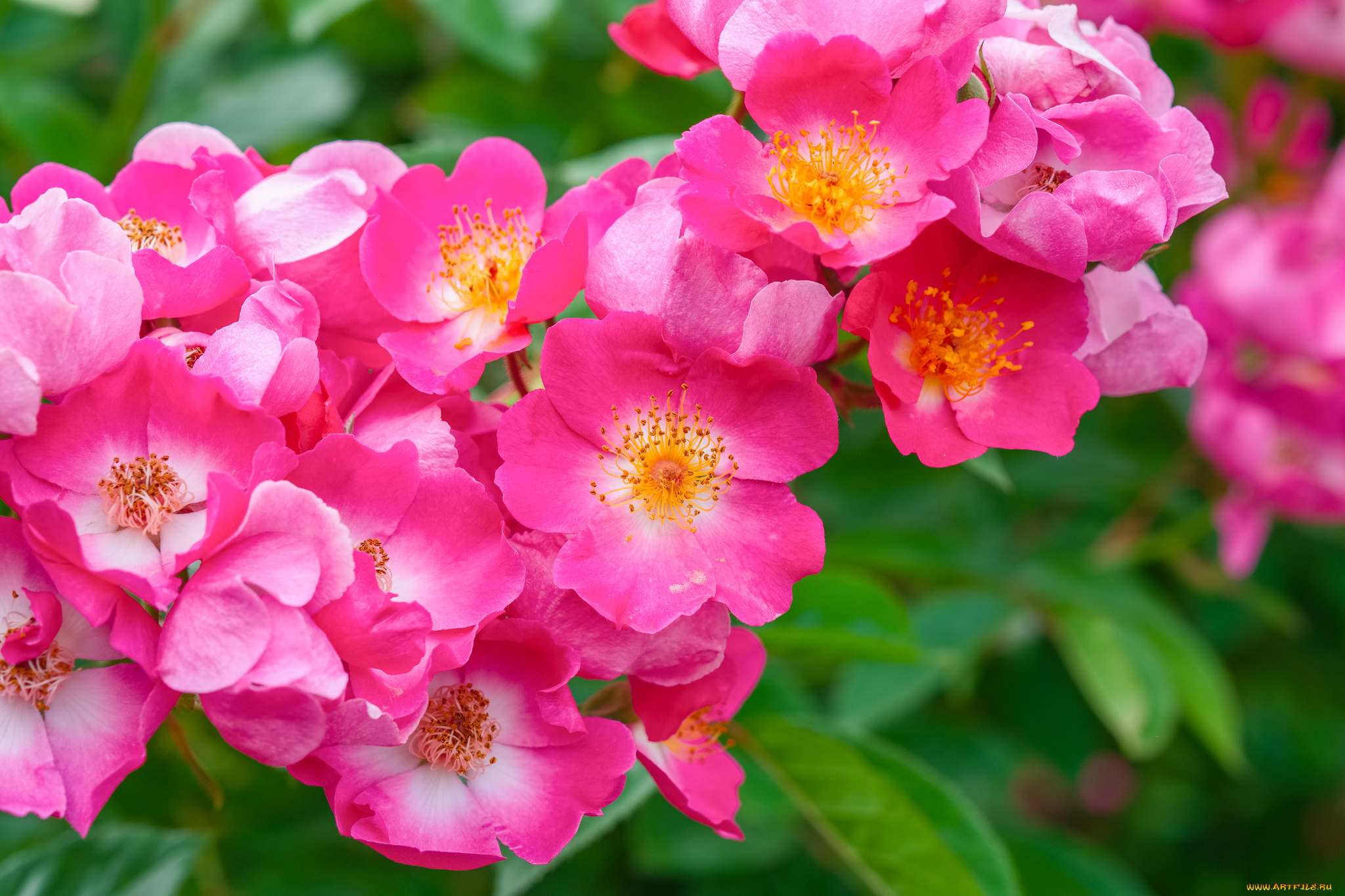 цветы, шиповник