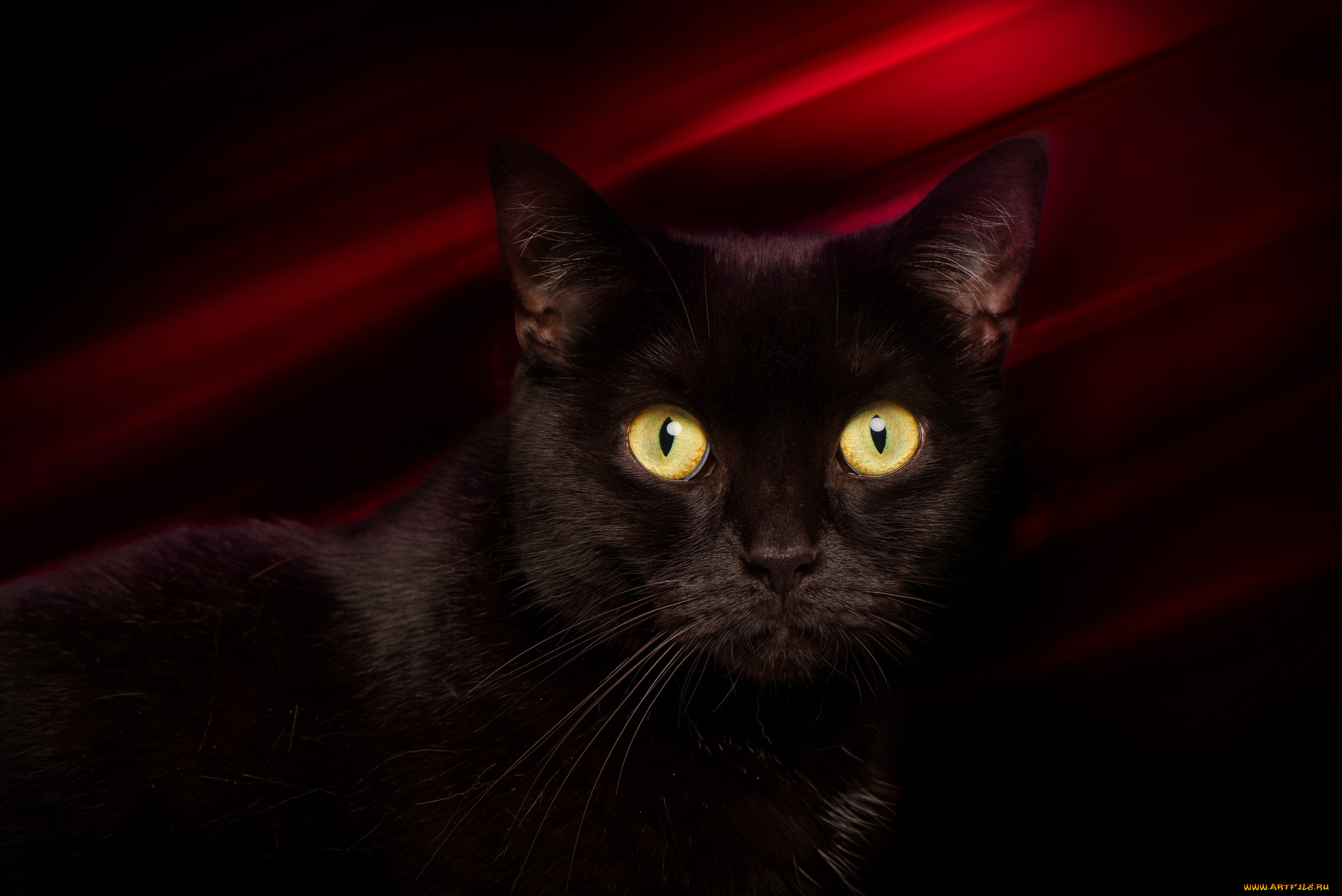 животные, коты, кот, кошка