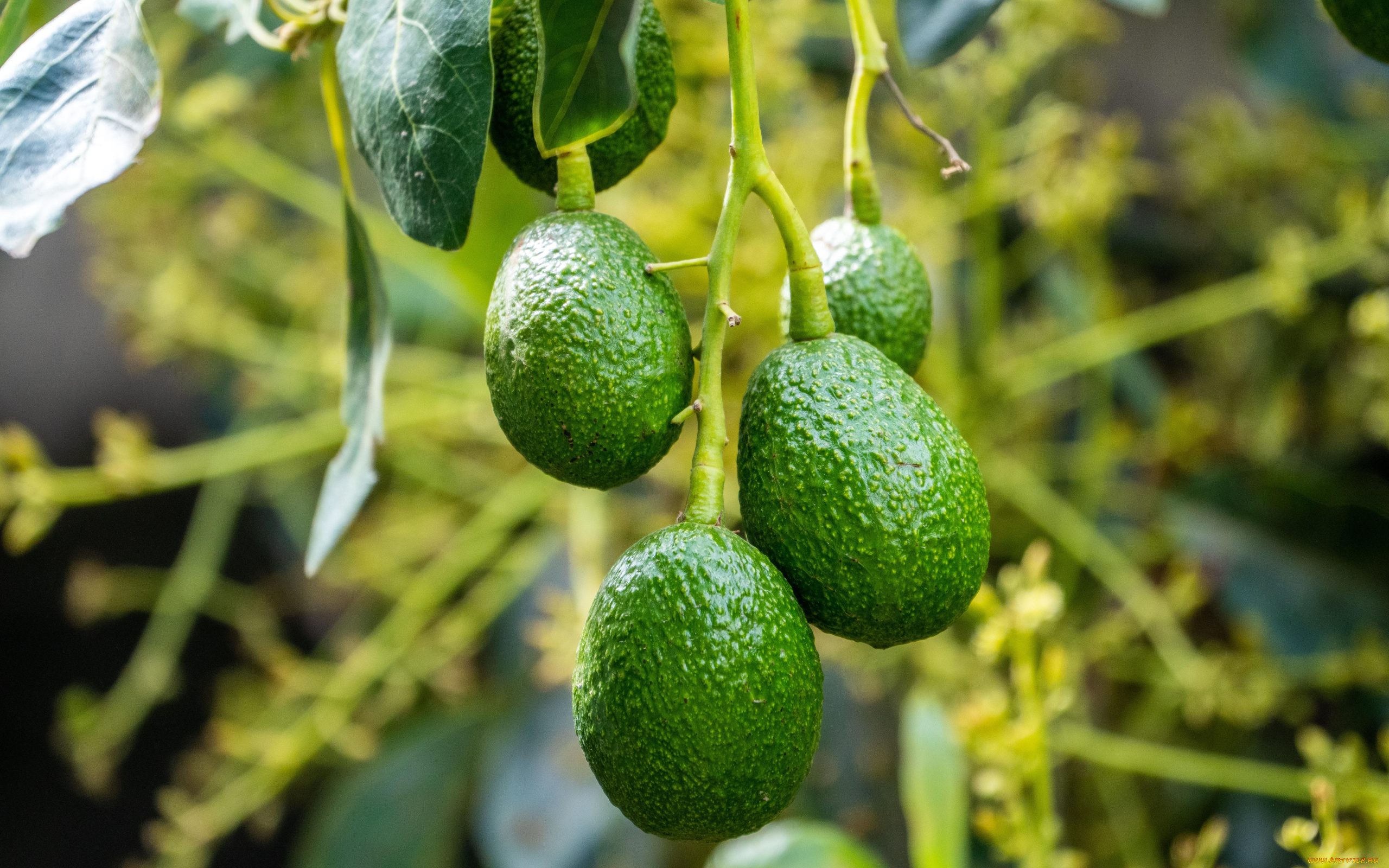 природа, плоды, авокадо