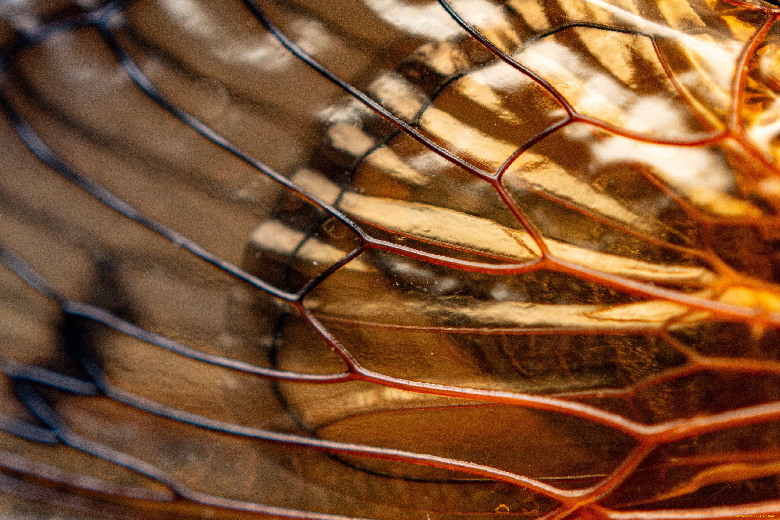 разное, -, другое, крылышко