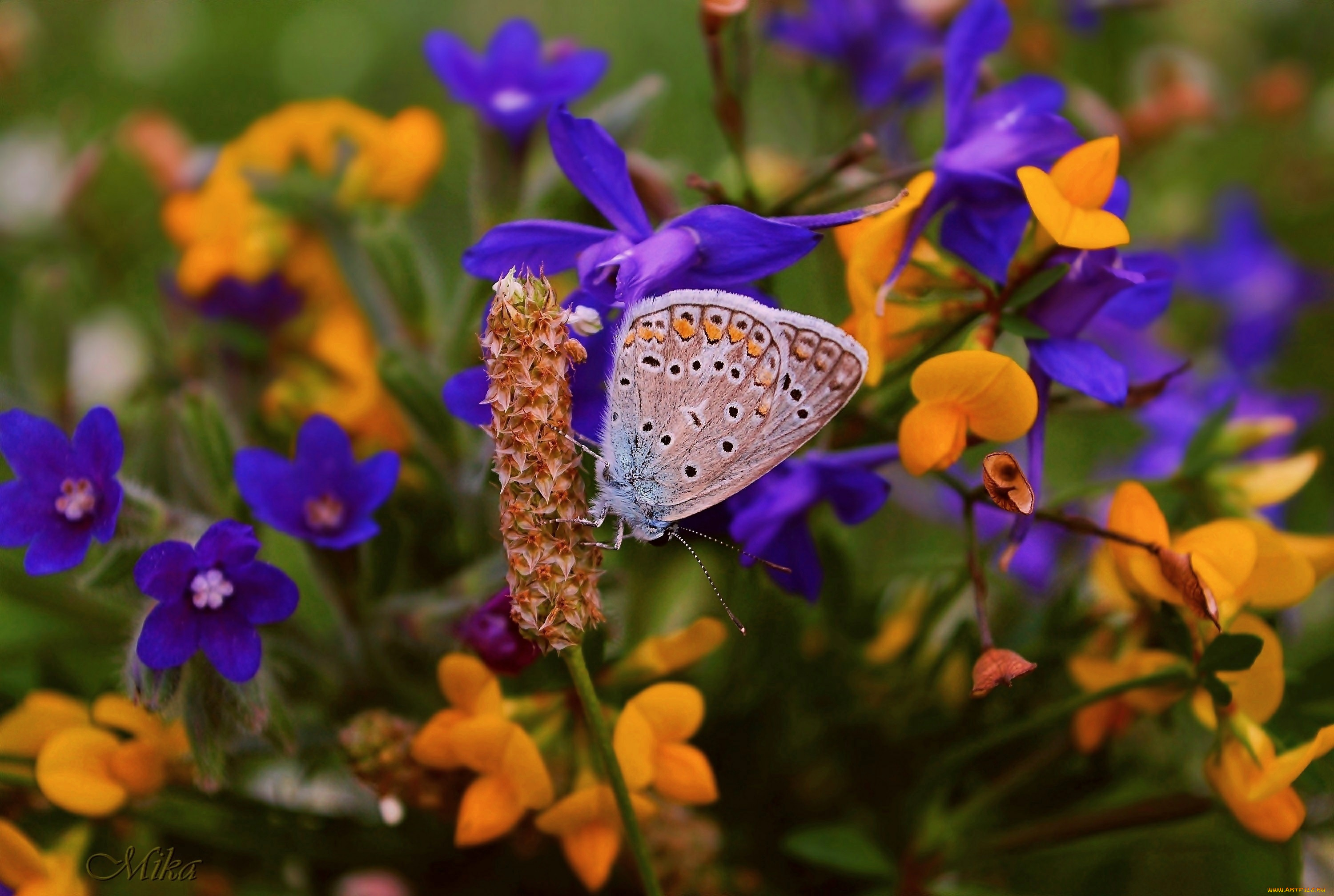 животные, бабочки, , мотыльки, , моли, бабочка