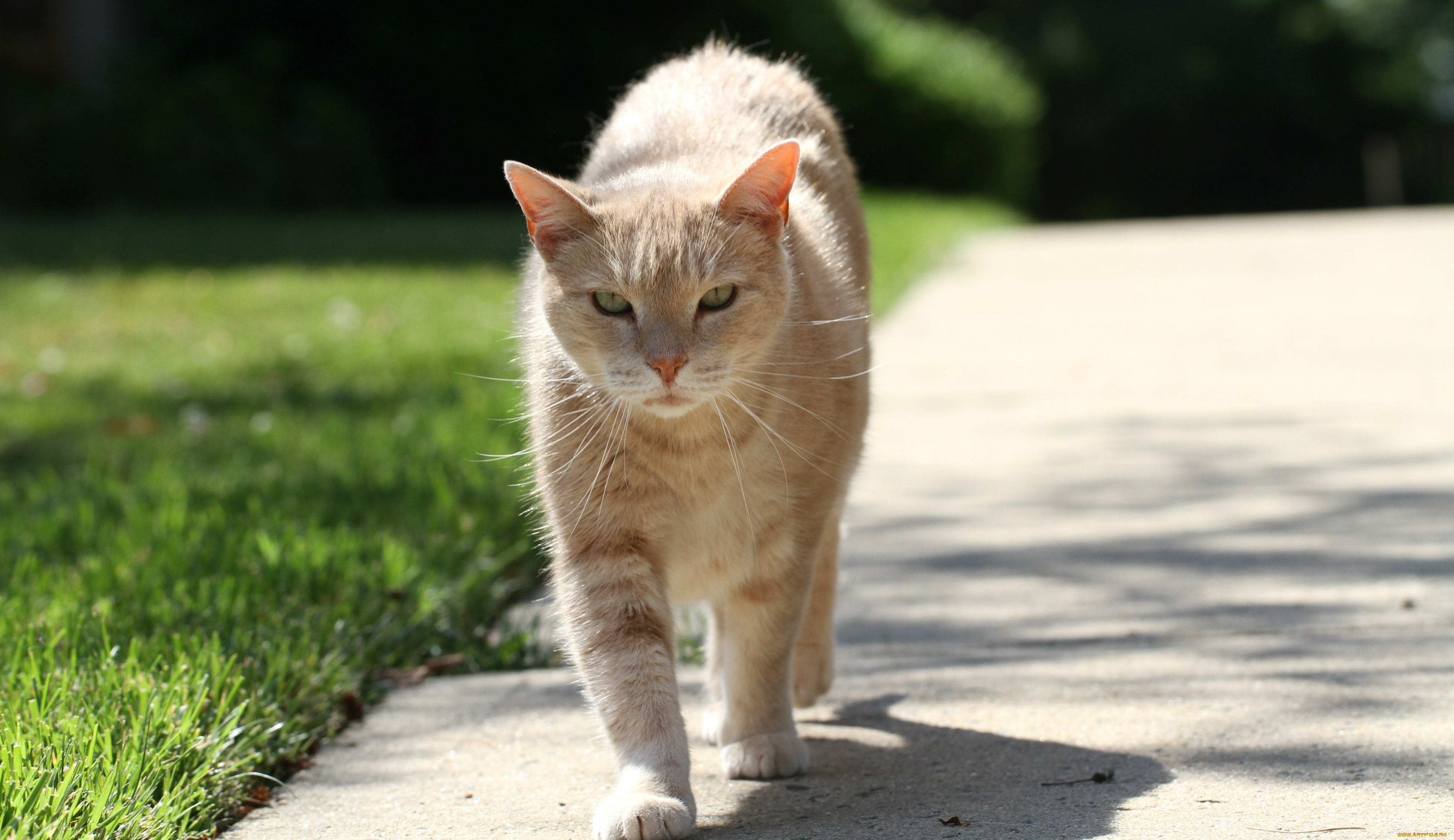 животные, коты, кот, кошка