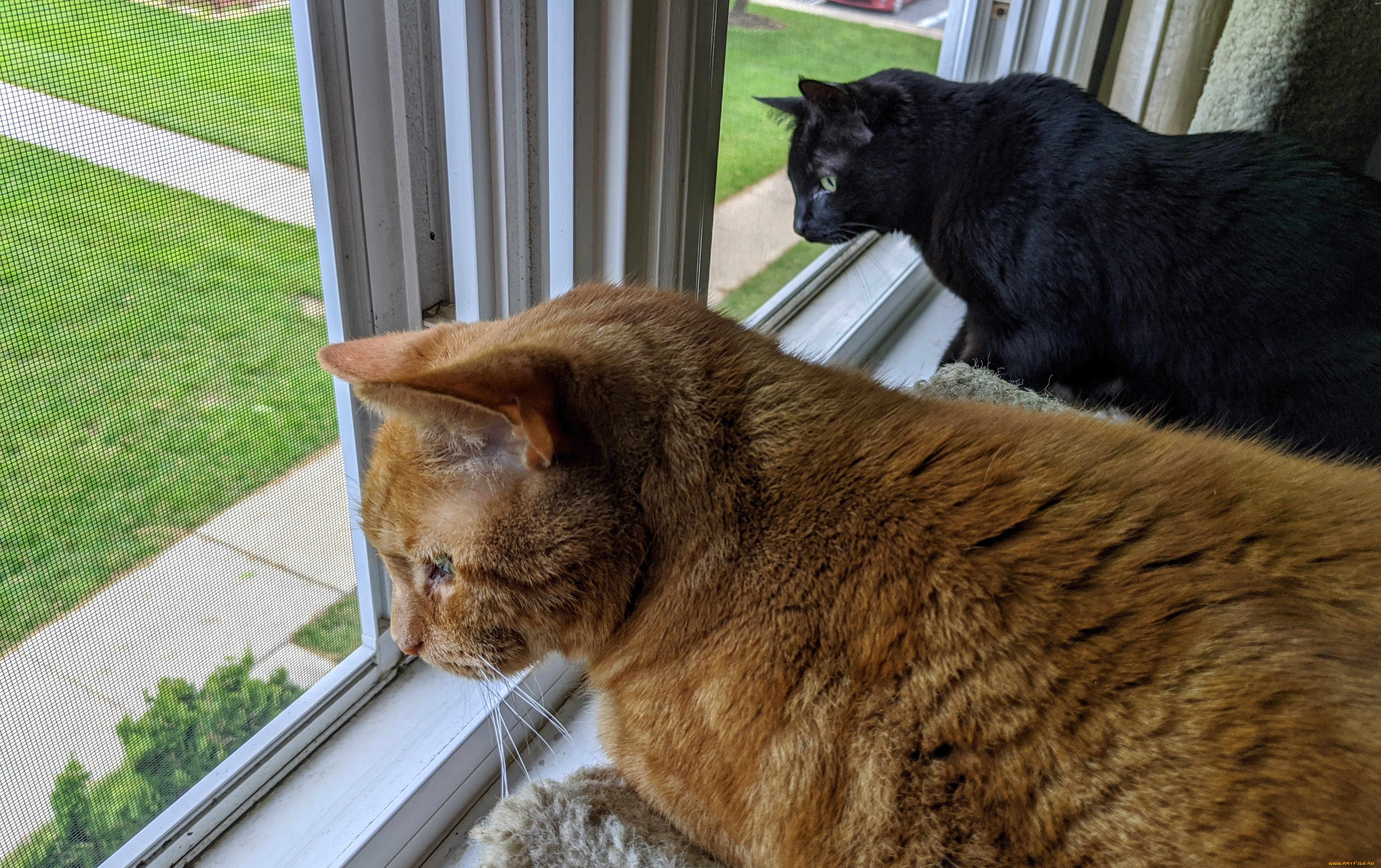 животные, коты, кот, кошка