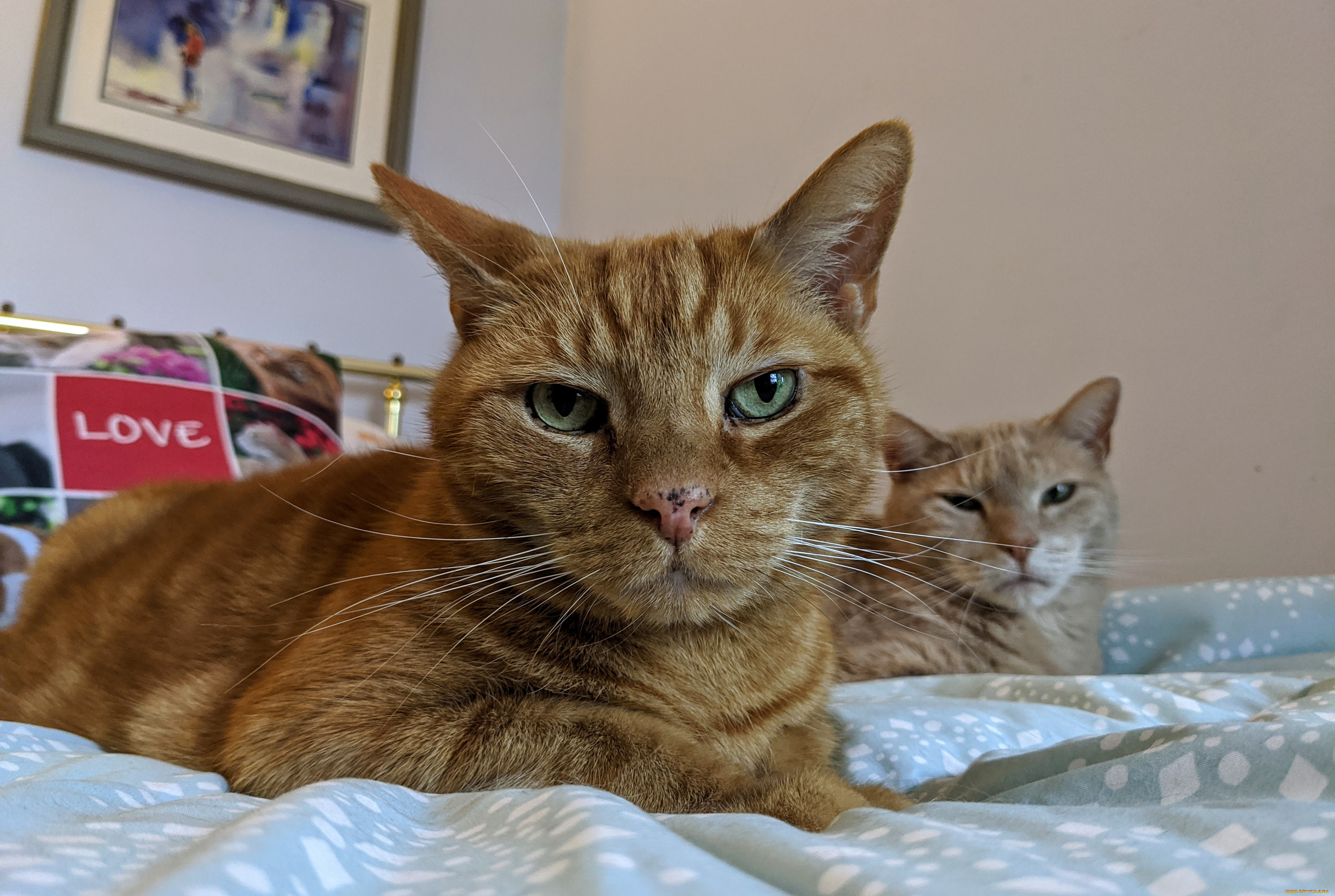 животные, коты, кот, кошка