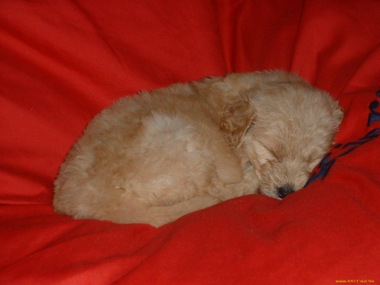 животные, собаки