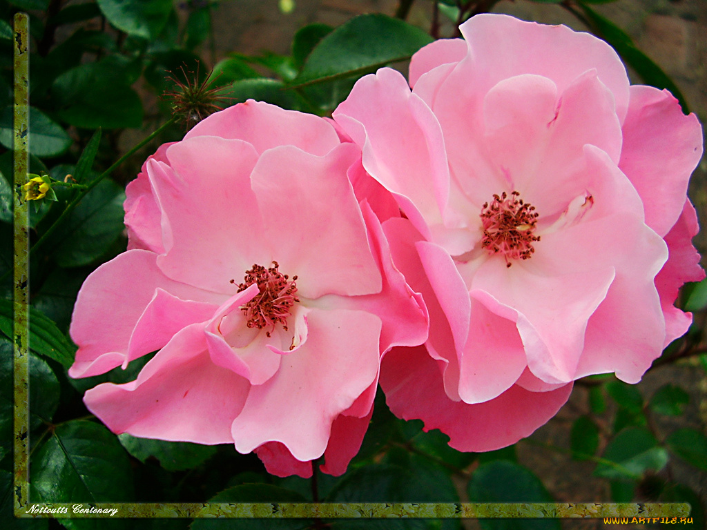 цветы, розы