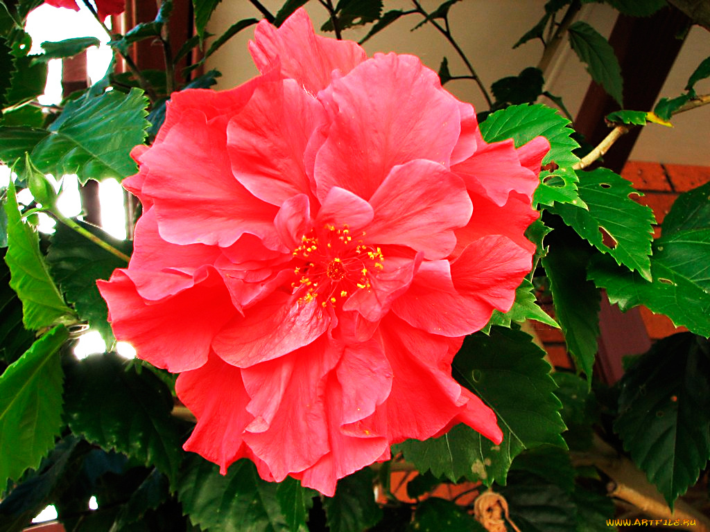 цветы, розы