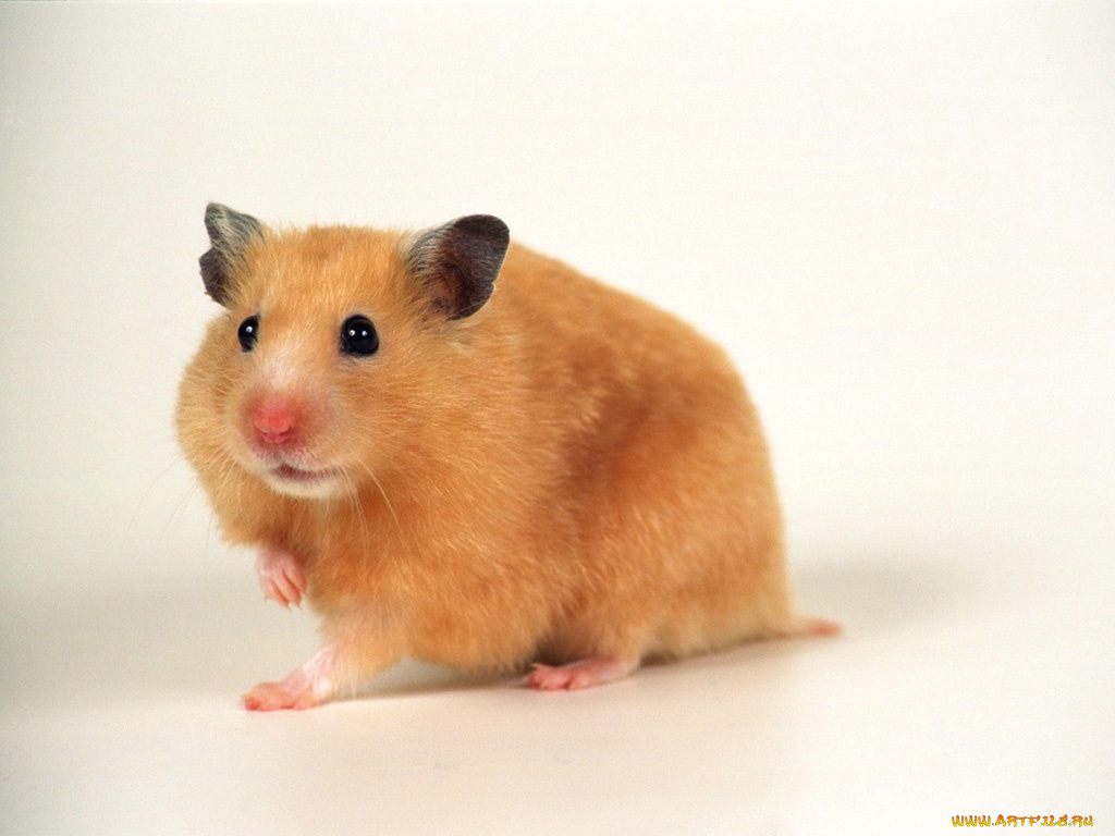 животные, морские, свинки, хомяки