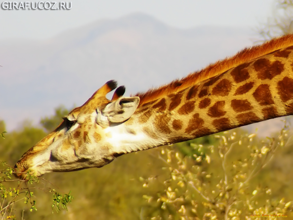 животные, жирафы