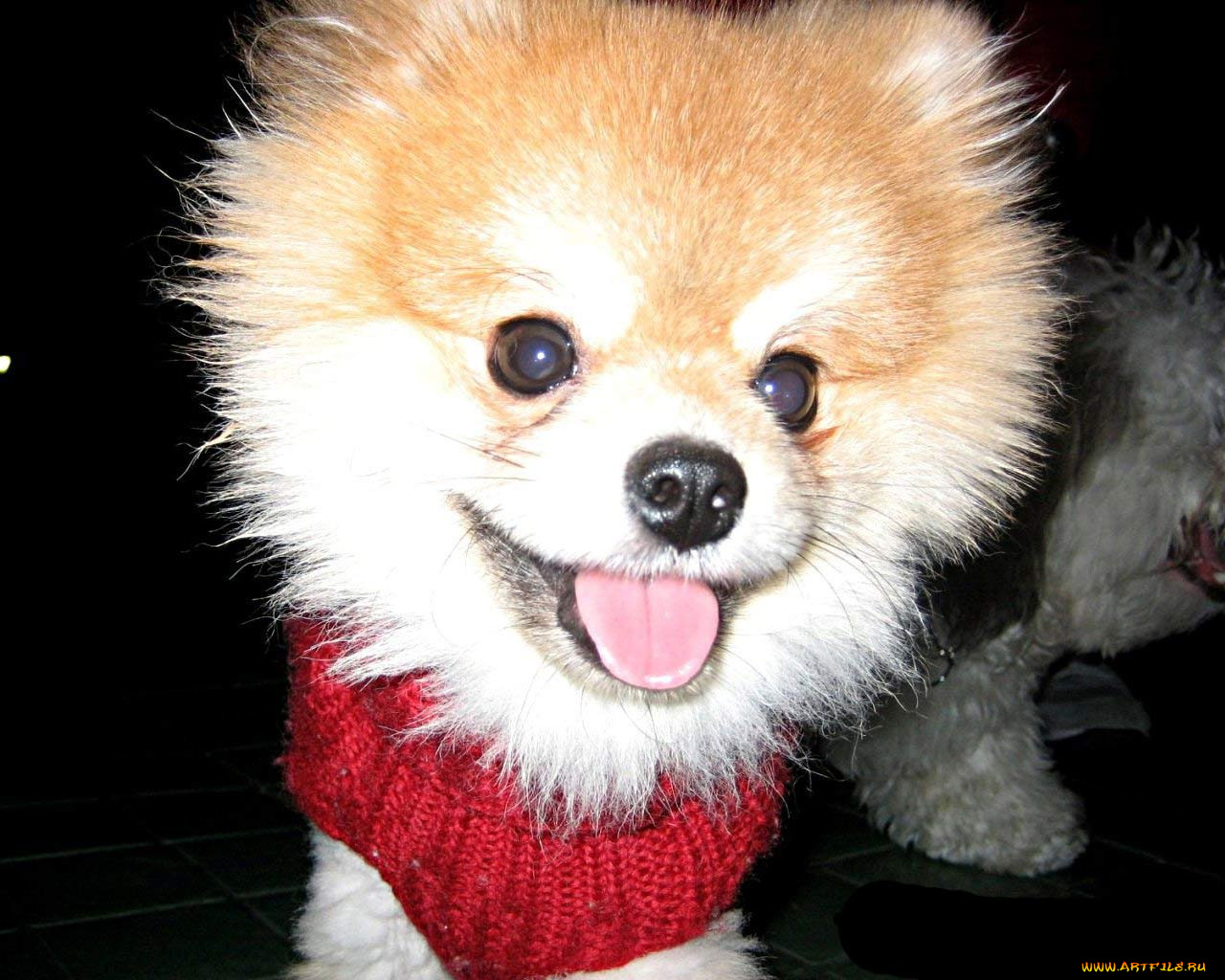 животные, собаки