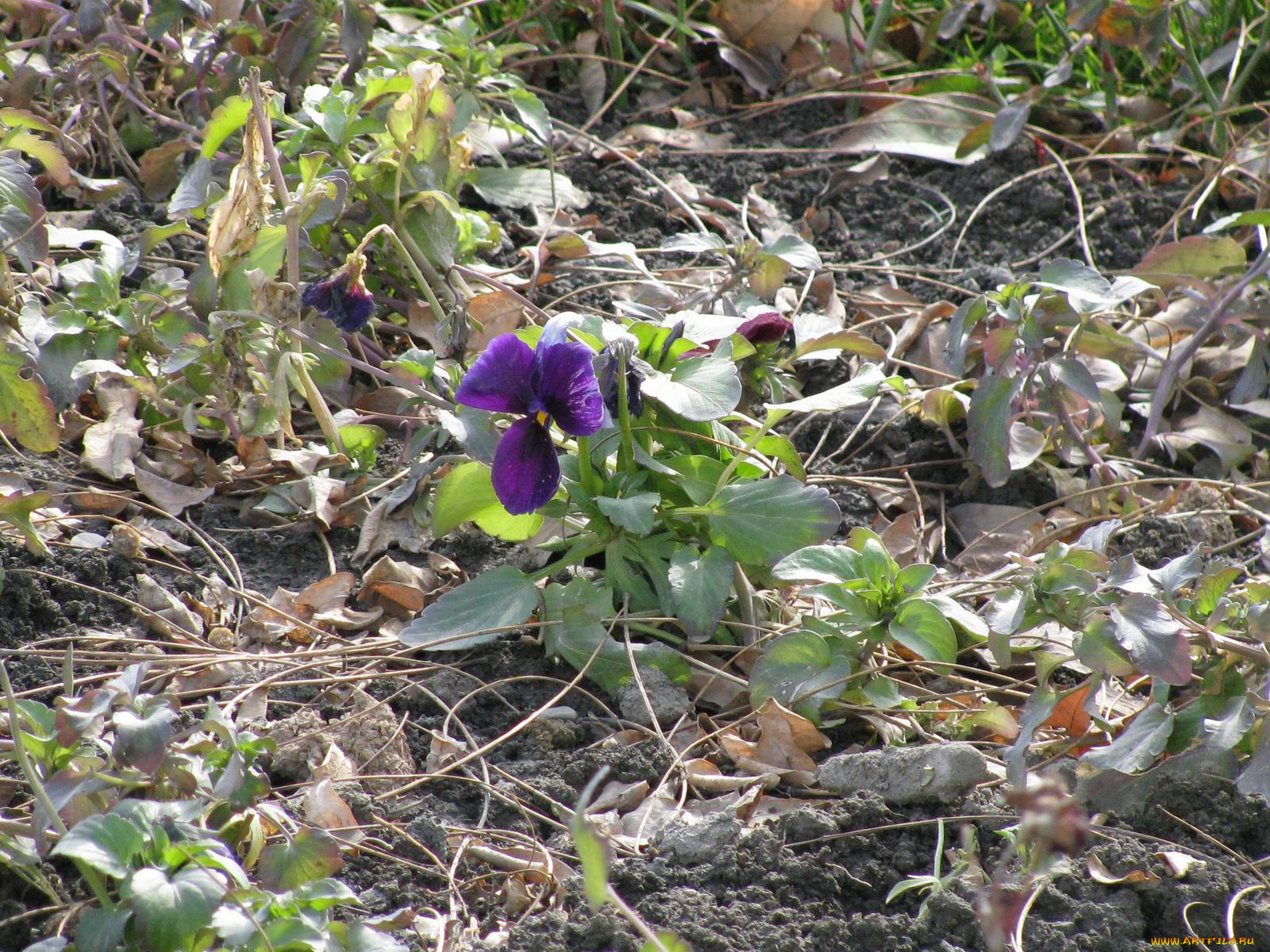 цветы, фиалки