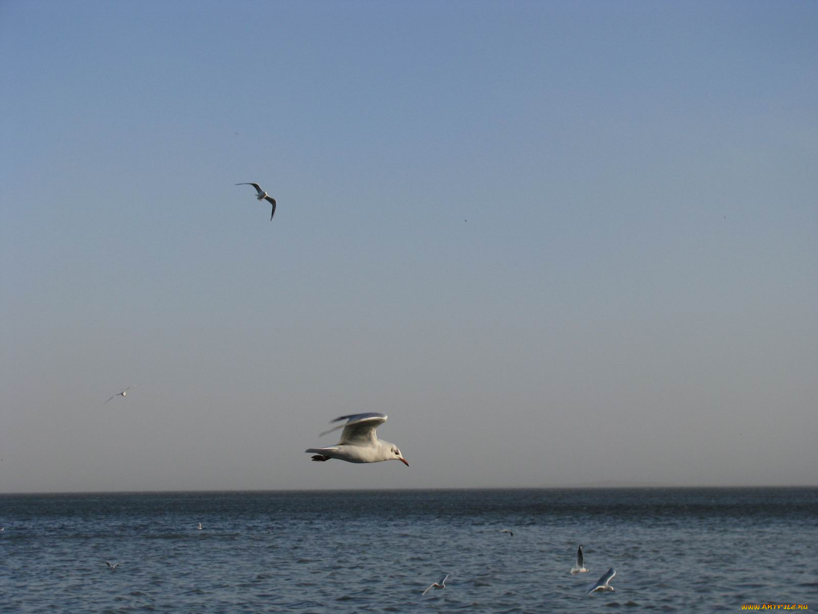 животные, Чайки, бакланы, крачки