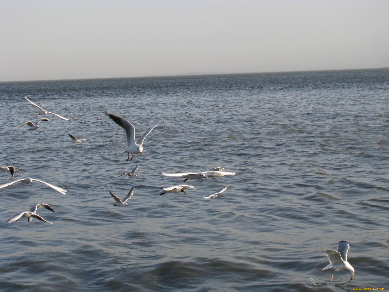 животные, Чайки, бакланы, крачки