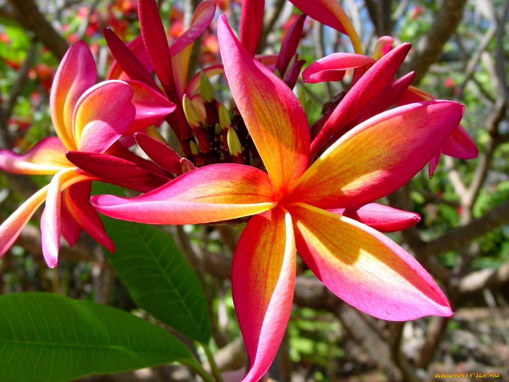 цветы, плюмерия