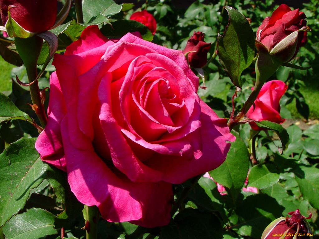 цветы, розы