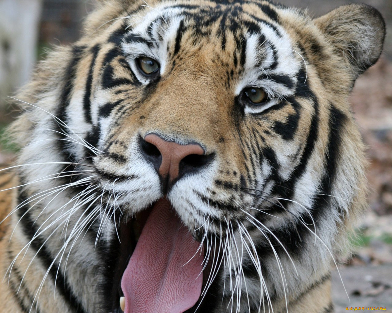 животные, тигры