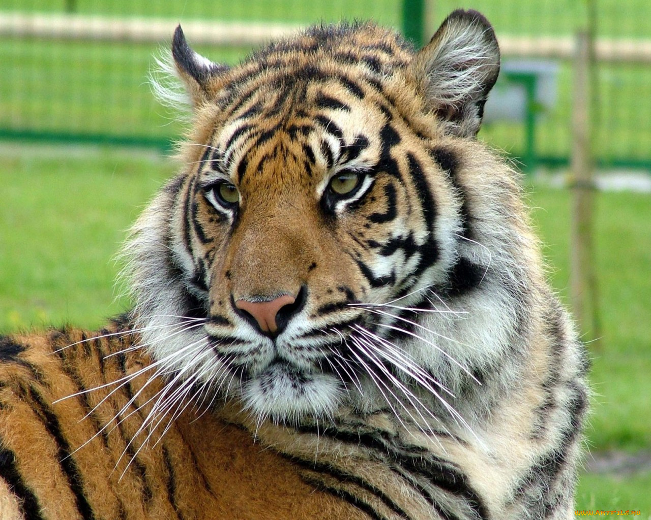 животные, тигры