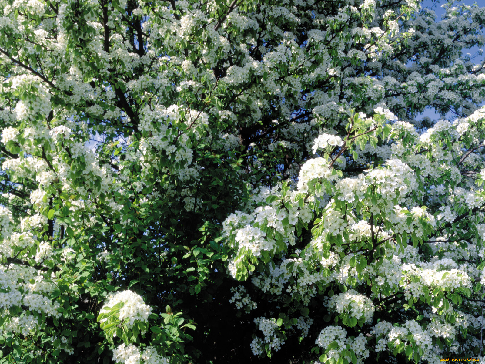 цветы, цветущие, деревья, кустарники