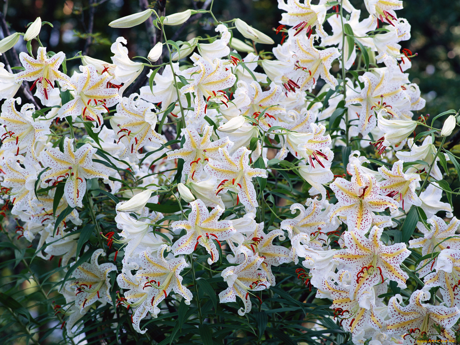 цветы, лилии, лилейники
