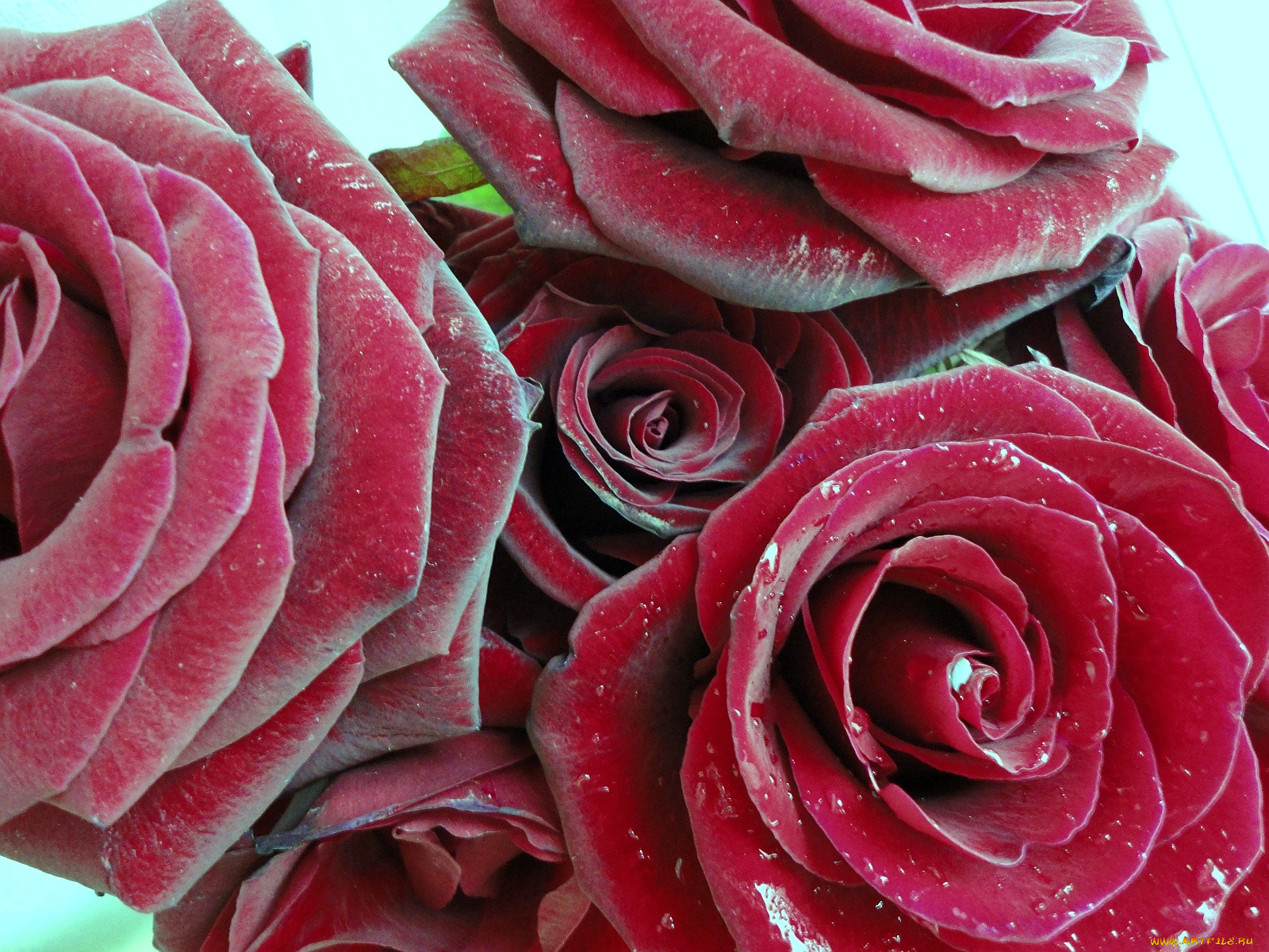 цветы, розы