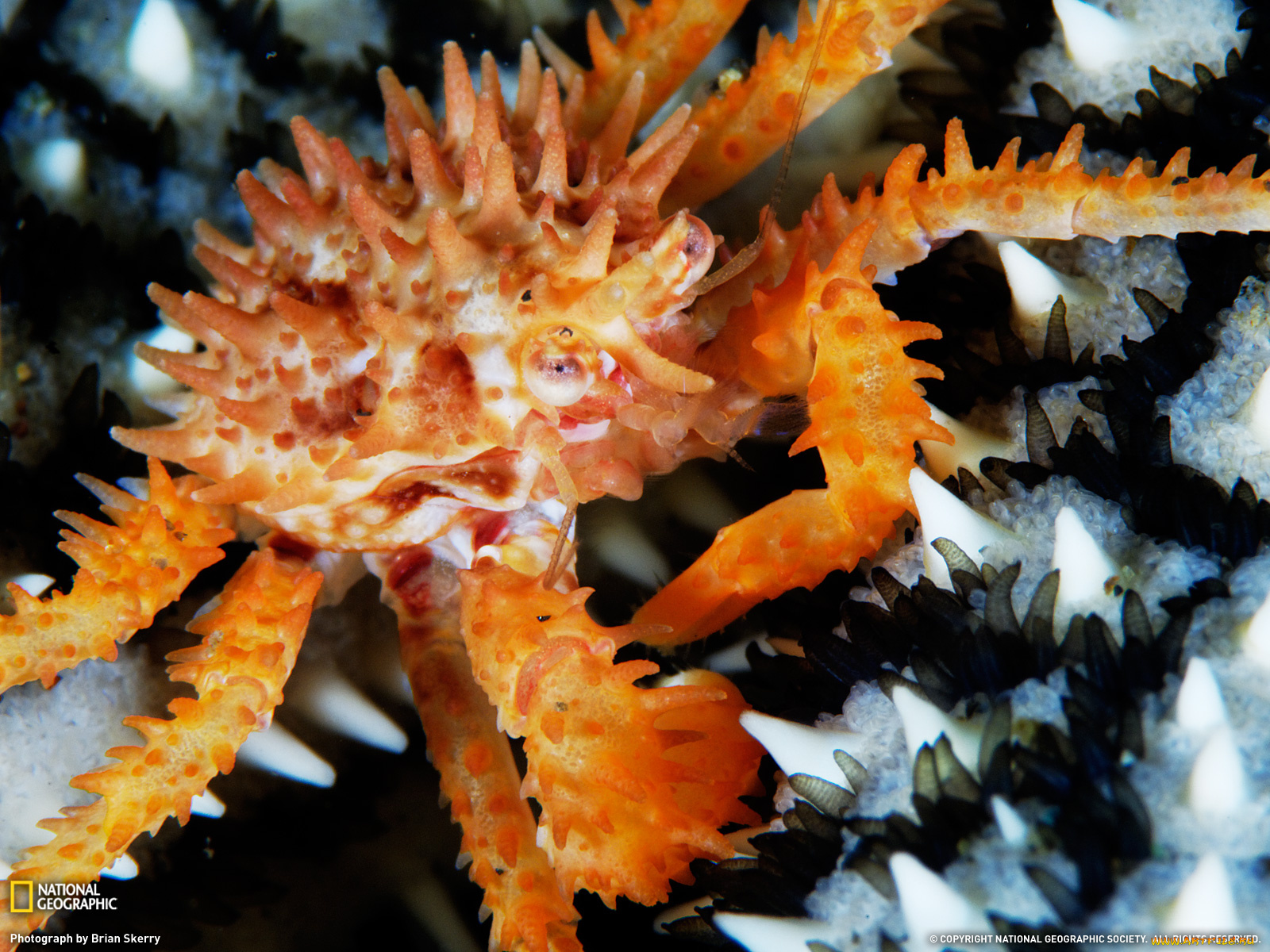 животные, крабы, раки