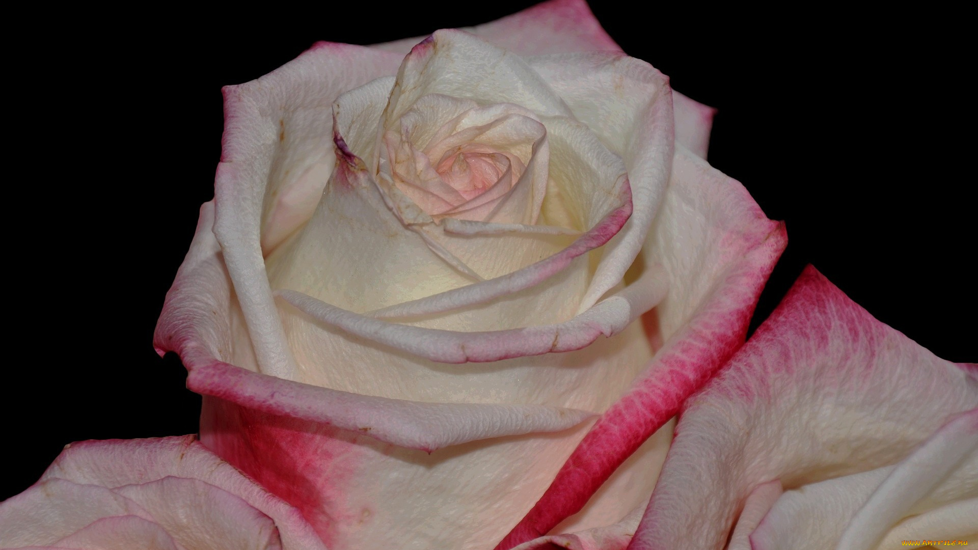 цветы, розы