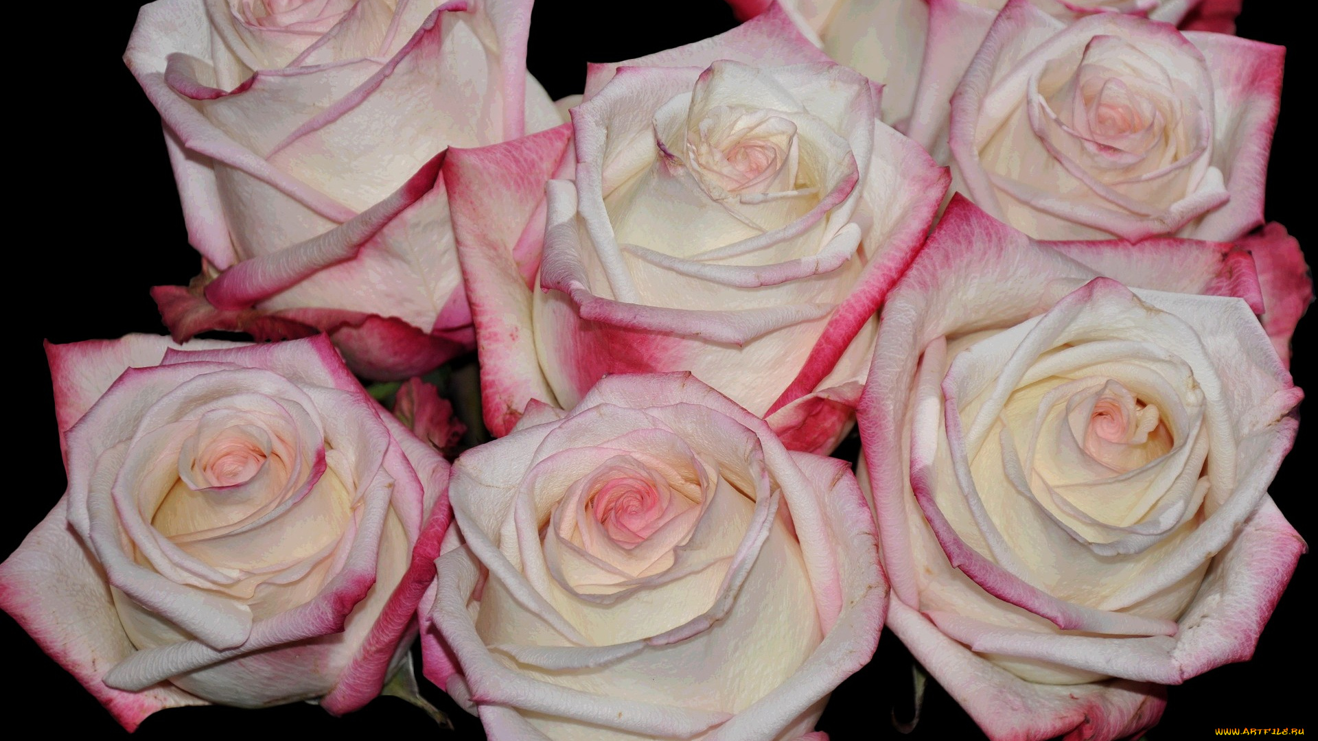 цветы, розы