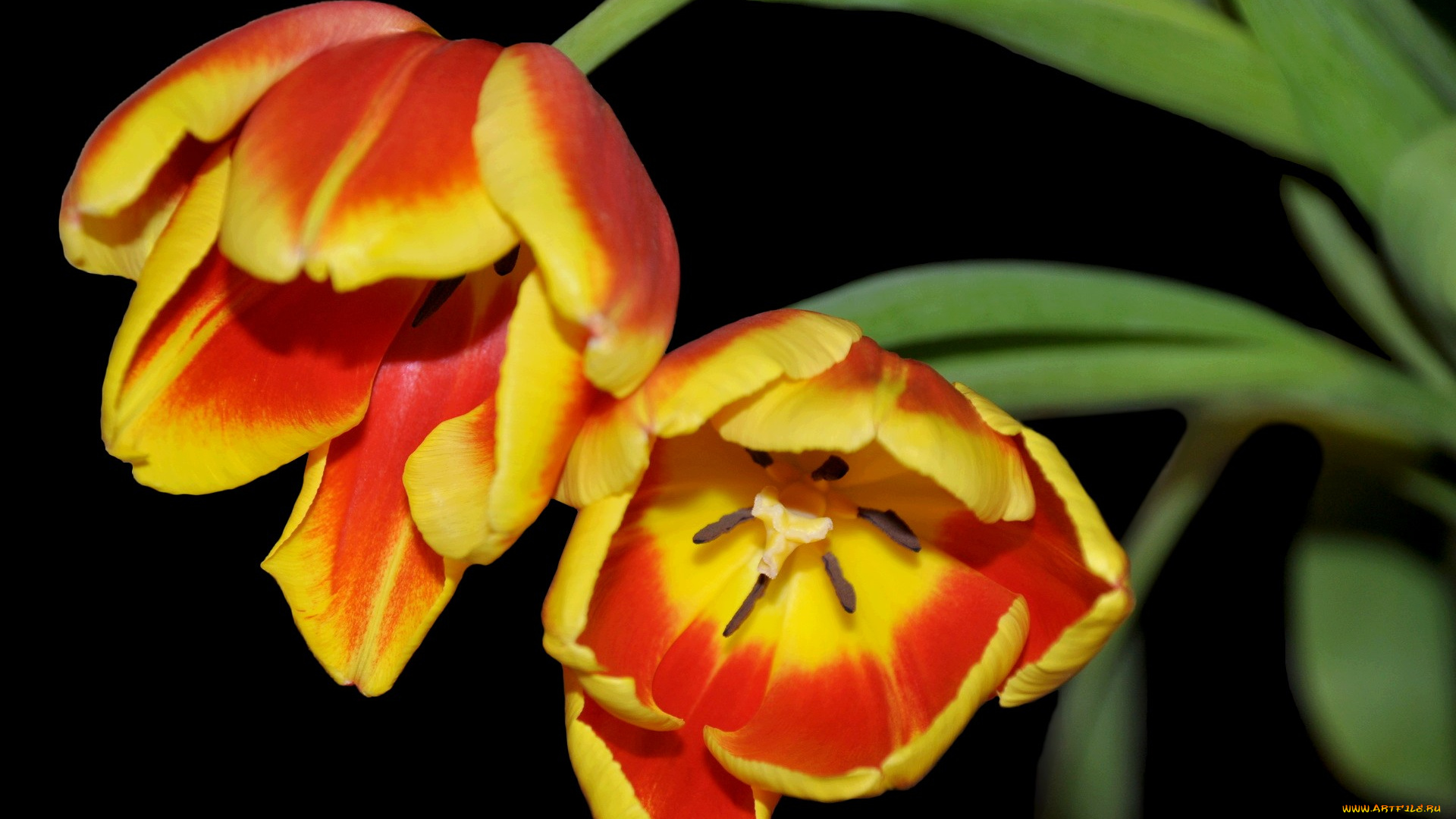 цветы, тюльпаны