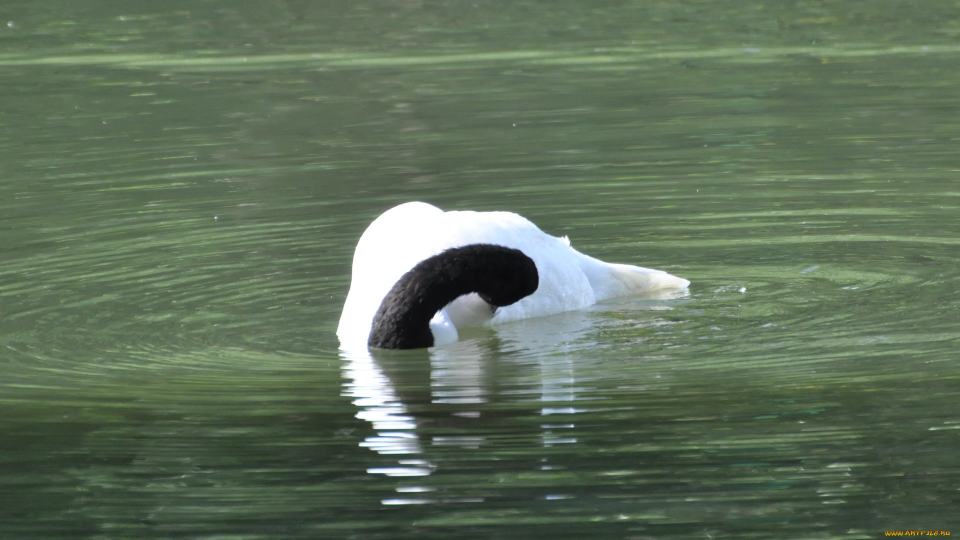 животные, лебеди