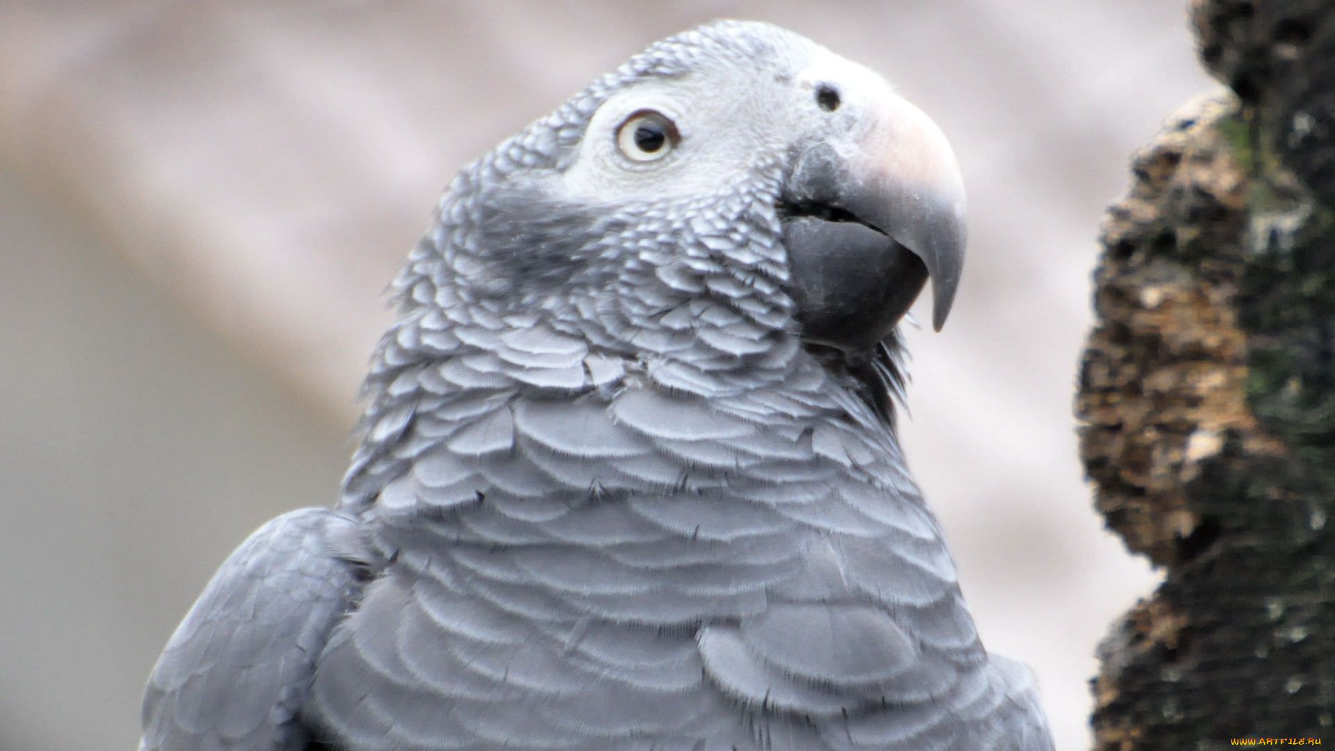 животные, попугаи