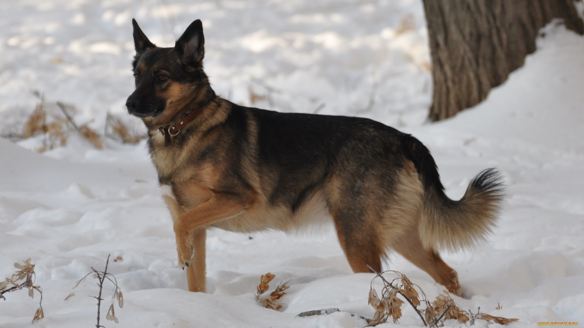 животные, собаки