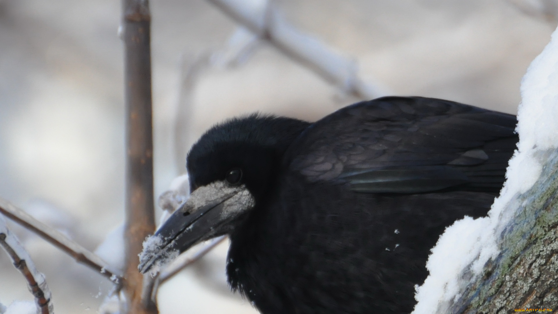 животные, вороны, грачи, галки