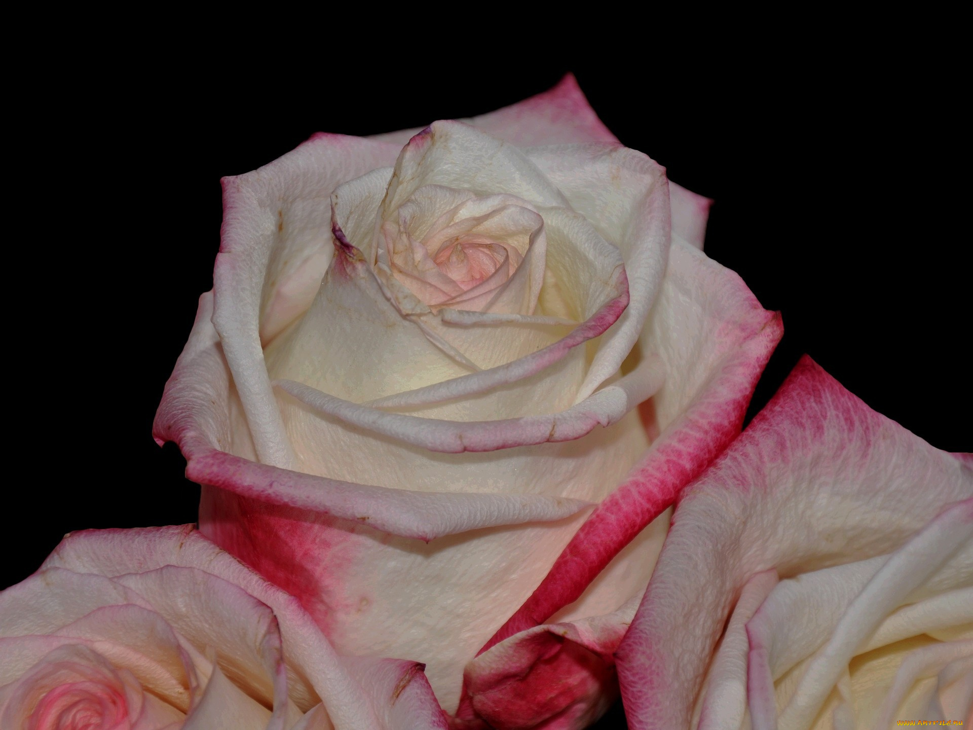 цветы, розы