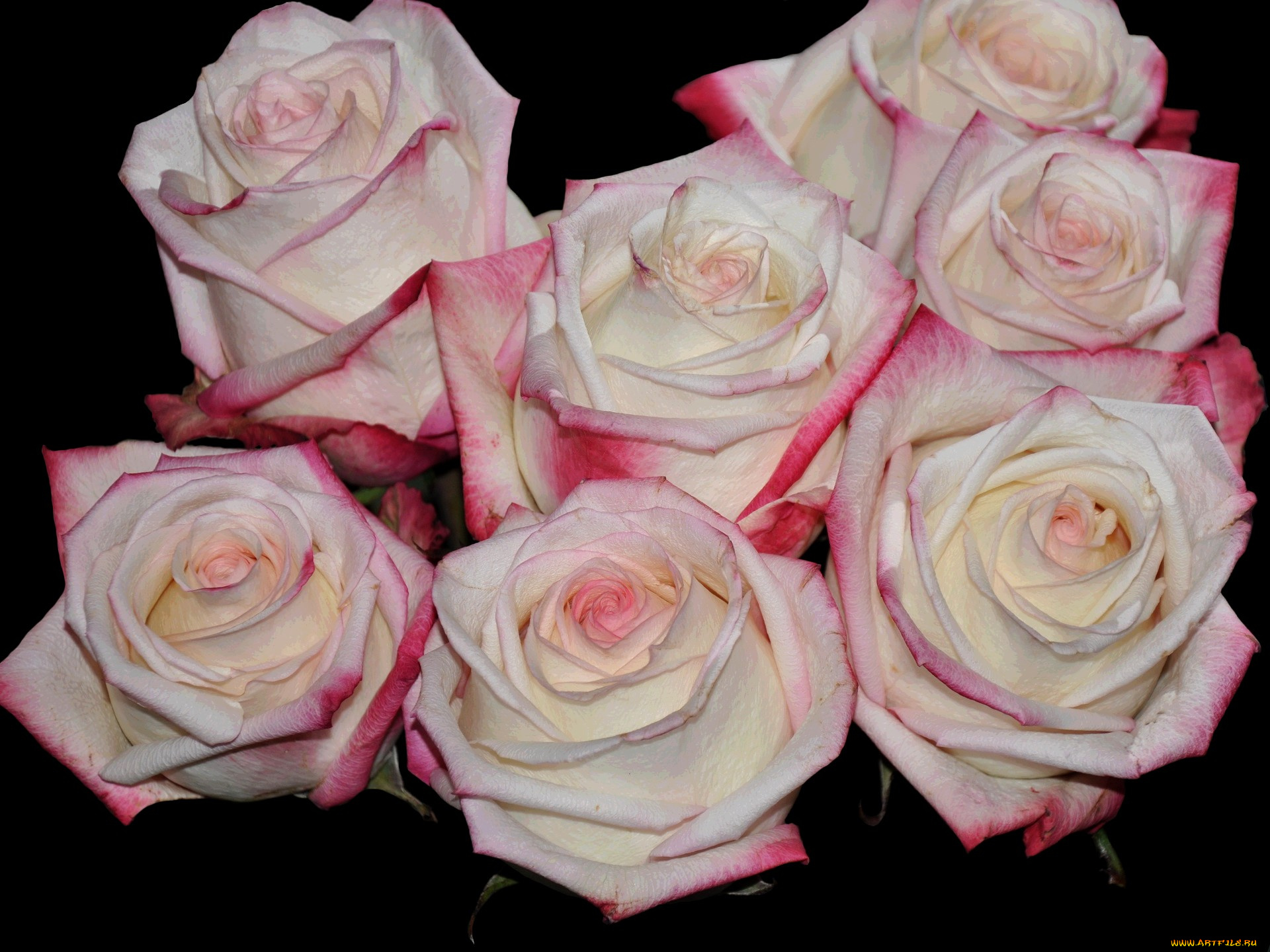 цветы, розы