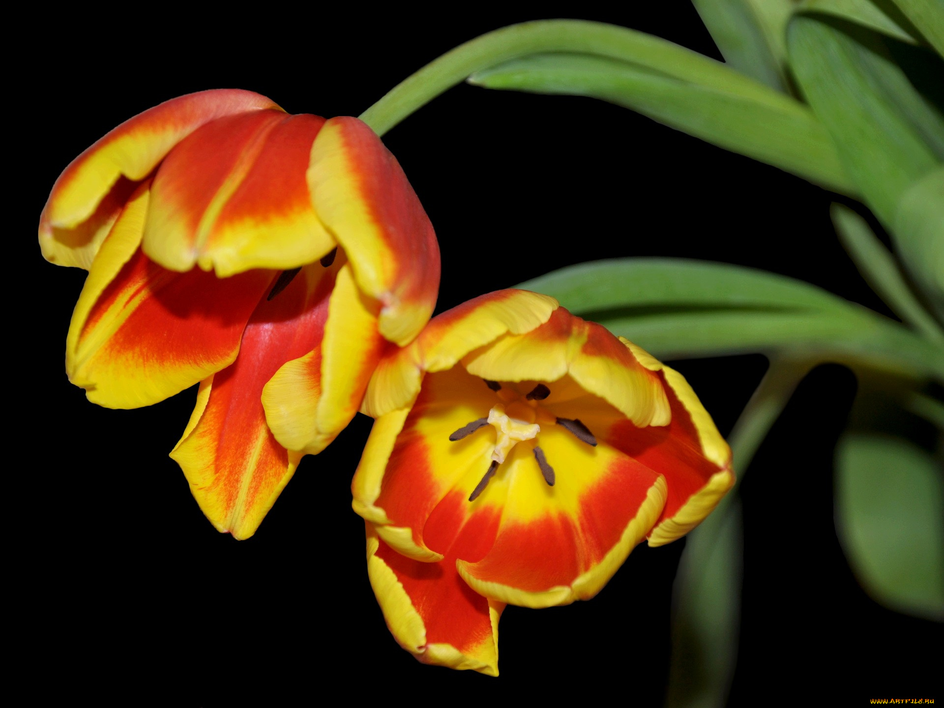 цветы, тюльпаны