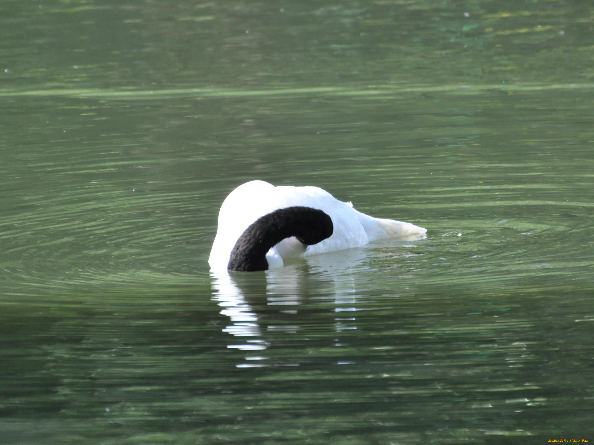 животные, лебеди